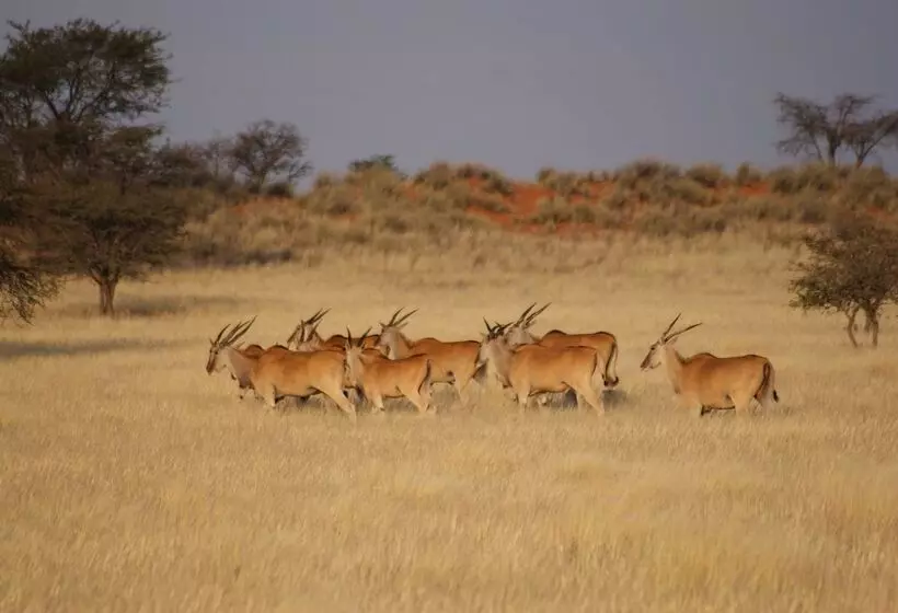 هتل Auob Country Lodge