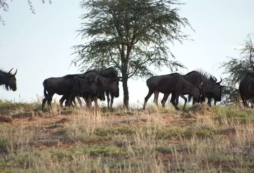 هتل Auob Country Lodge