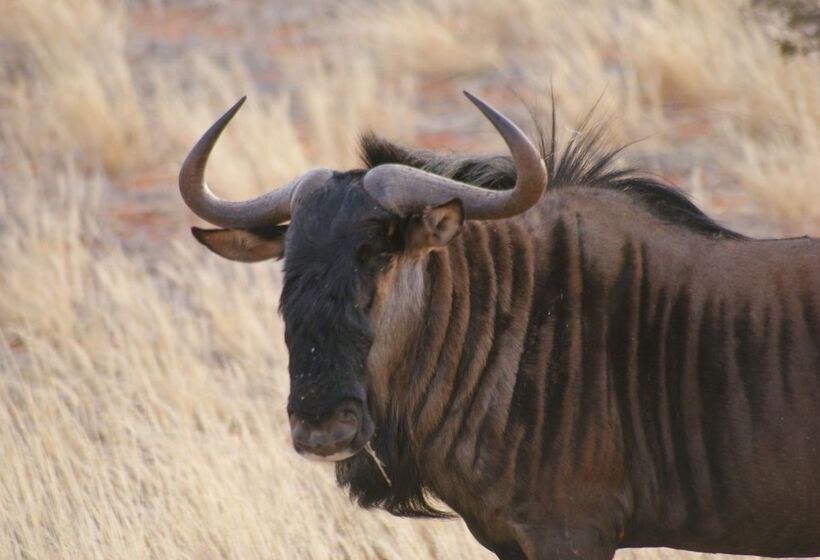 هتل Auob Country Lodge