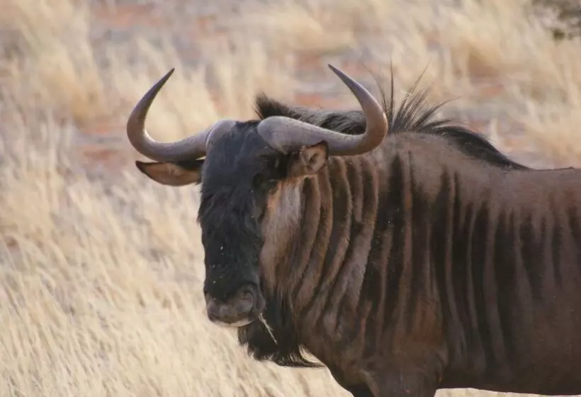 هتل Auob Country Lodge