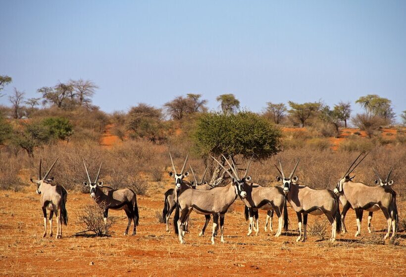 هتل Auob Country Lodge