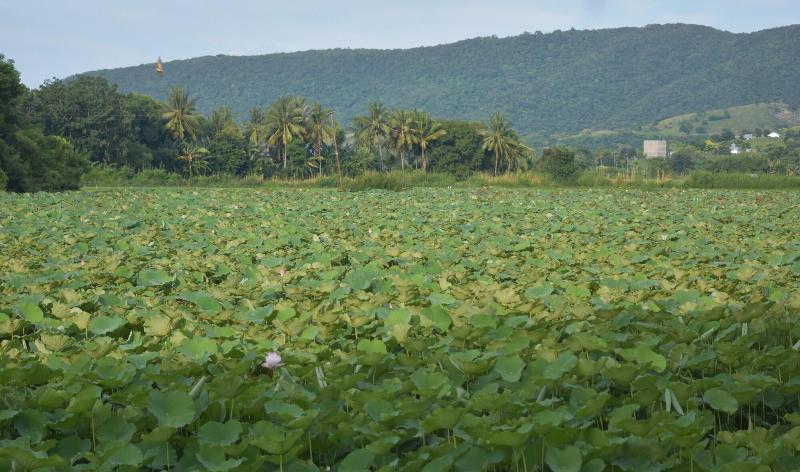 مبيت وإفطار Del Mar Home Stay And Cafe