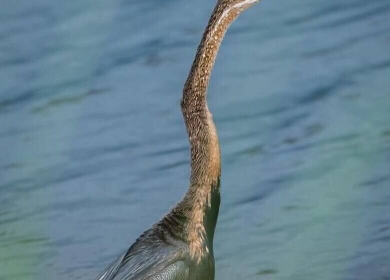 هتل Leopard Plains