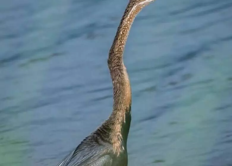 هتل Leopard Plains