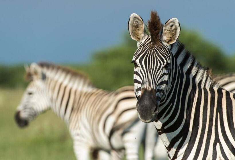 هتل Leopard Plains