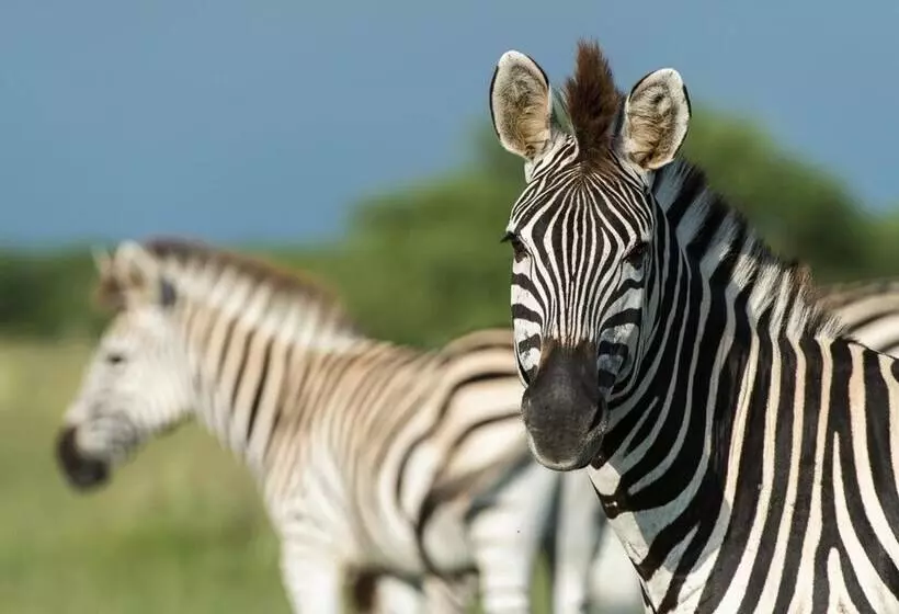 هتل Leopard Plains