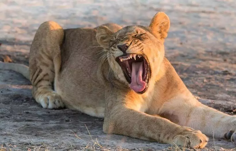 هتل Leopard Plains