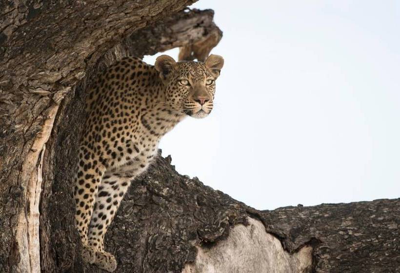 هتل Leopard Plains