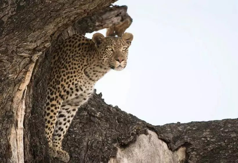 هتل Leopard Plains