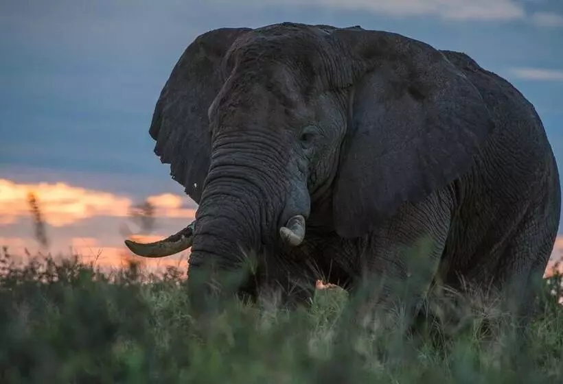 هتل Leopard Plains