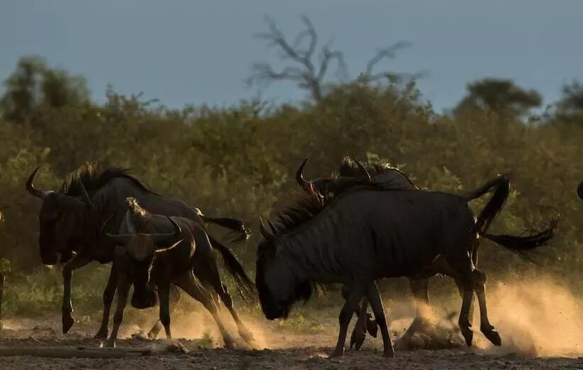 هتل Leopard Plains