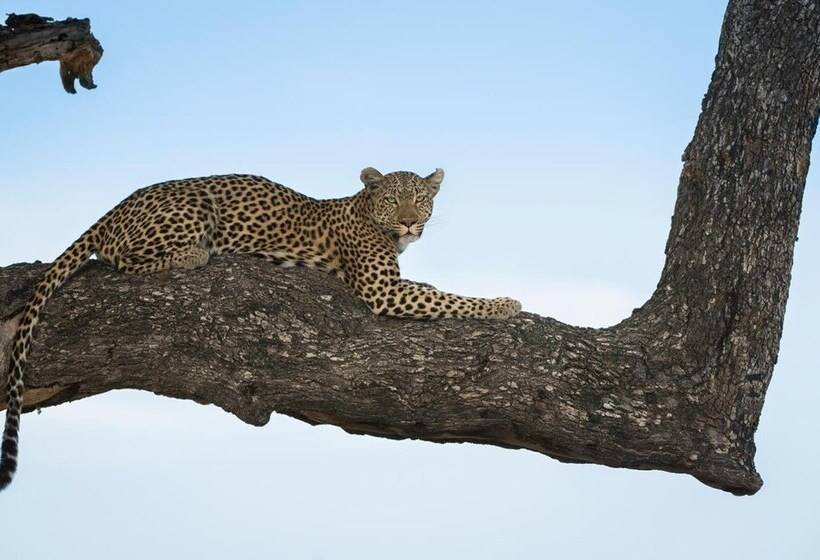 هتل Leopard Plains