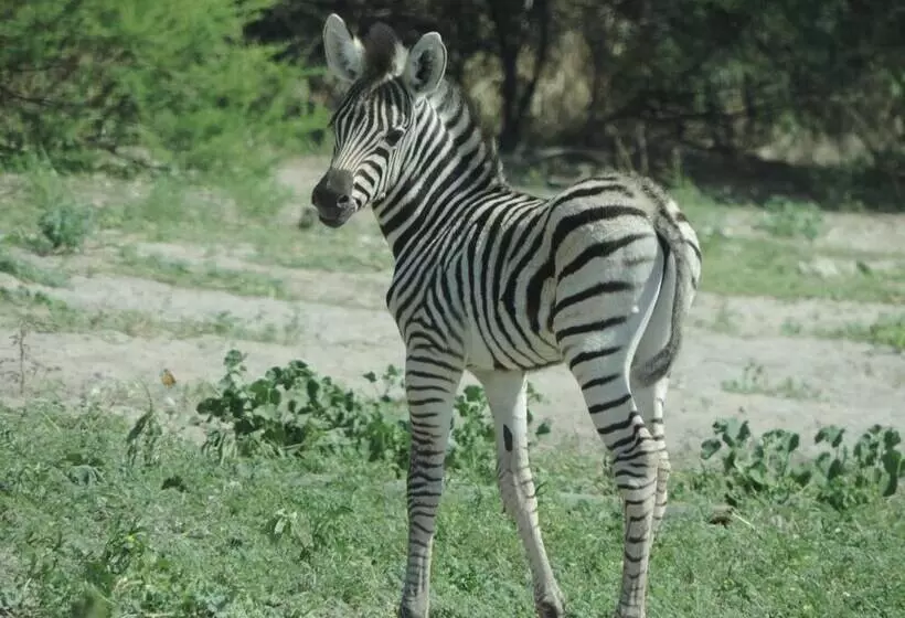 هتل Leopard Plains