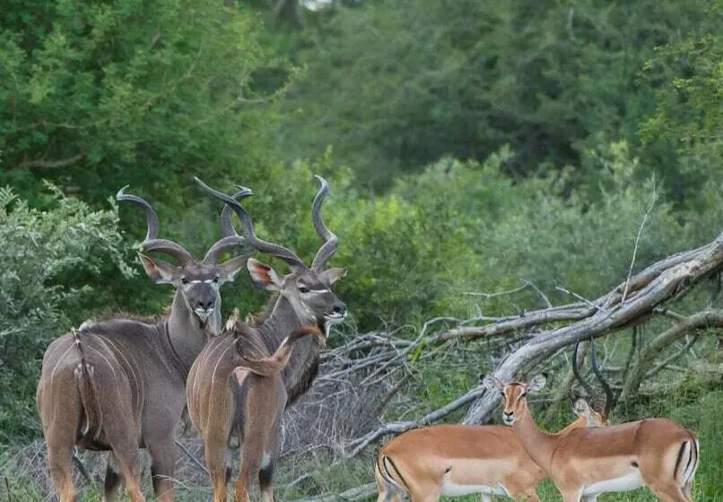 هتل Leopard Plains