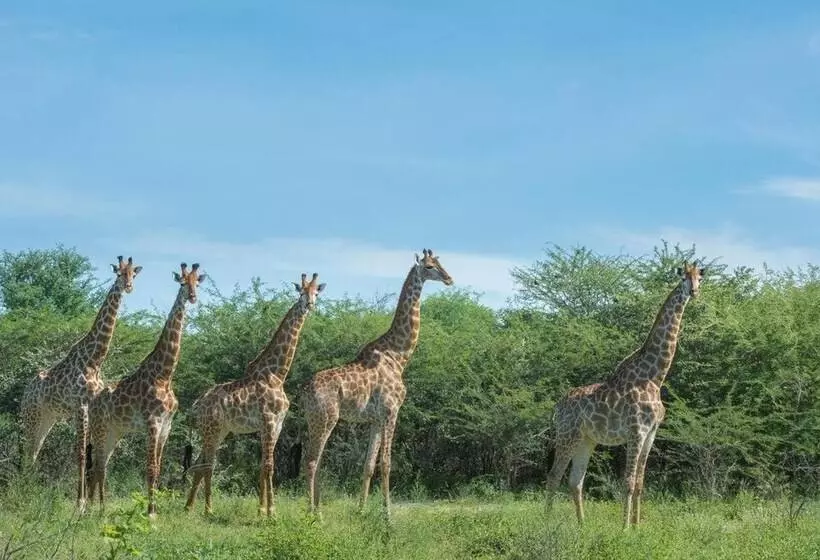 هتل Leopard Plains