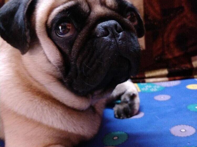 Pension (Hôtel basse catégorie) Hilia S Retreat