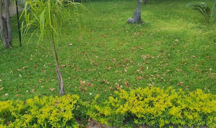 Пансион Maun Executive Inn