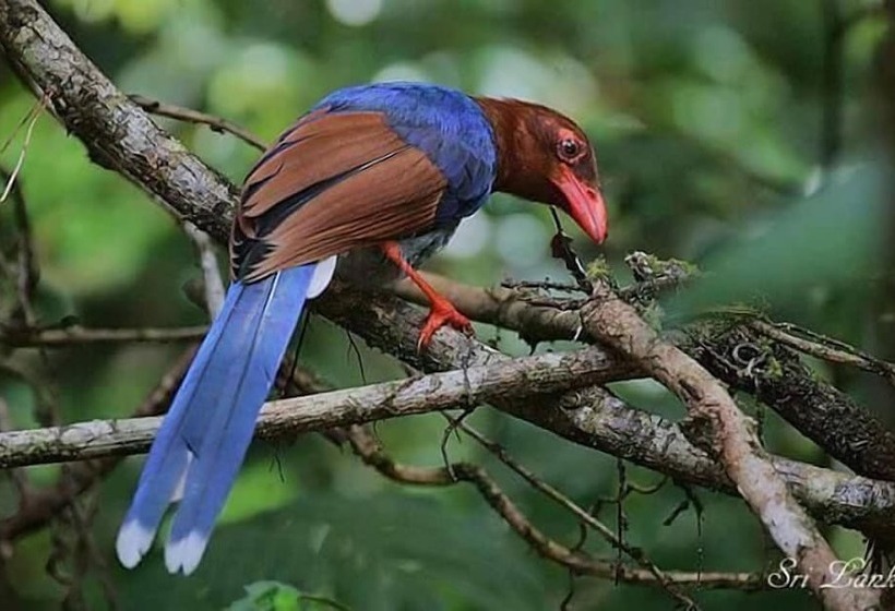 Yala Waves Beach Resort