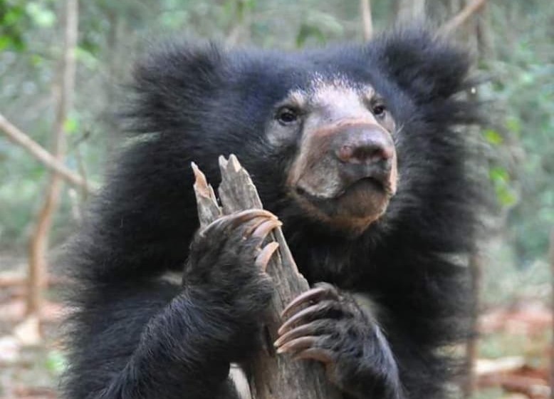 Yala Waves Beach Resort