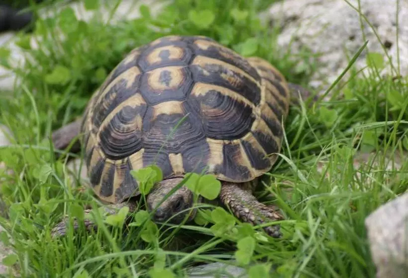 Majatalo Penzion Panorama