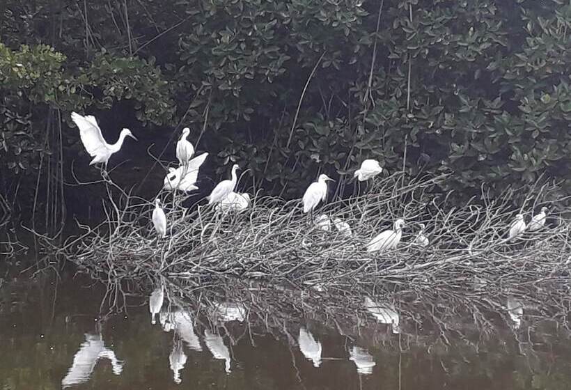 Bed and Breakfast Araliya White House