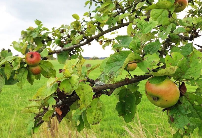 膳宿费 Gräfrath Gästehaus Neunkirchen Seelscheid