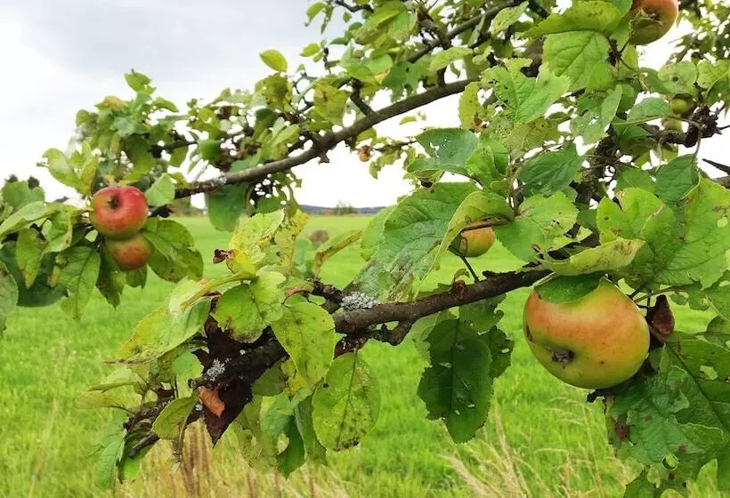 Majatalo Gräfrath Gästehaus Neunkirchen Seelscheid
