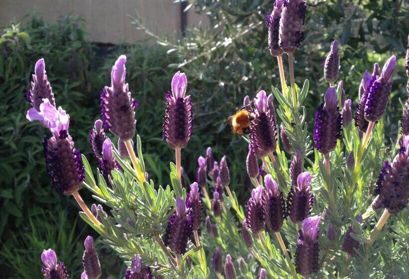 田舎風ホテル Agriturismo Il Castagnolino