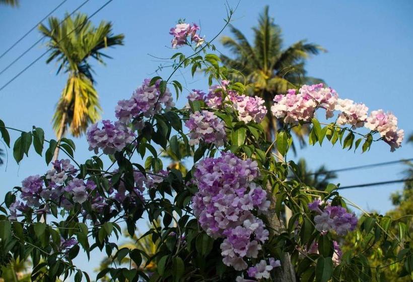 Pensiune Jungle Vibes