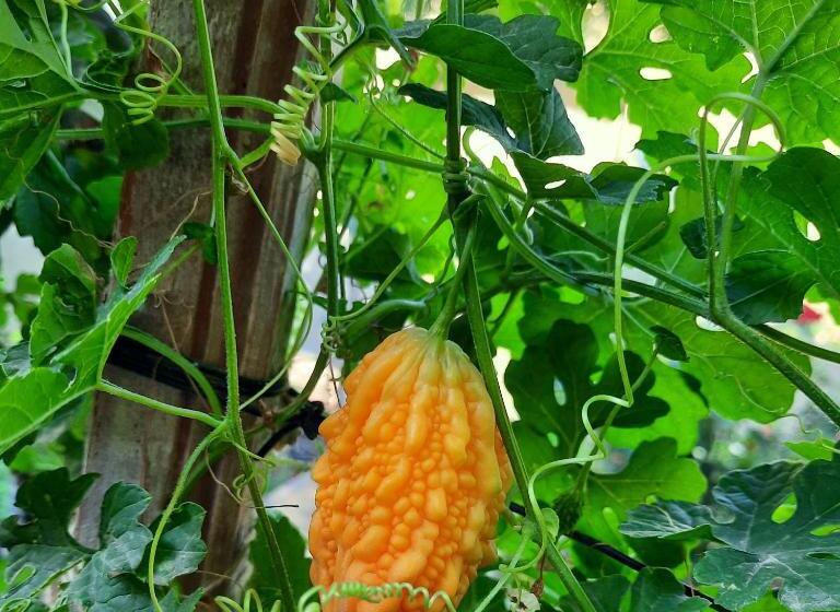 بنسيون Guest House Khiva Boyjon Ota