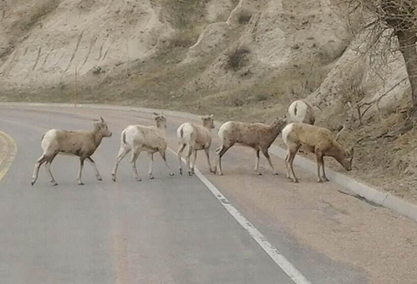 מוטל Badlands Hotel & Campground