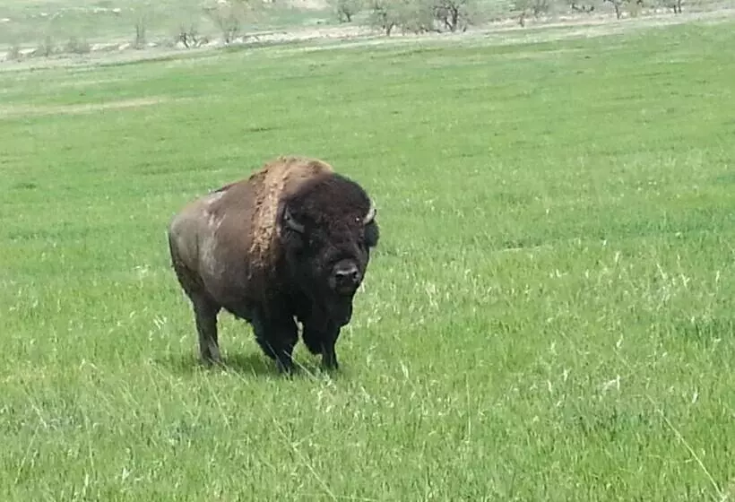 汽车旅馆  Badlands Hotel & Campground