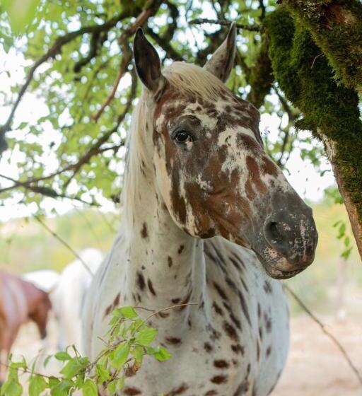 ベッドアンドブレックファースト Mas De Peyrelongue