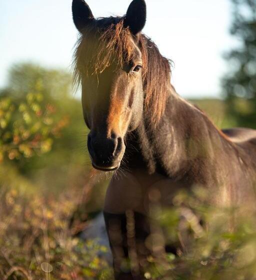 ベッドアンドブレックファースト Mas De Peyrelongue