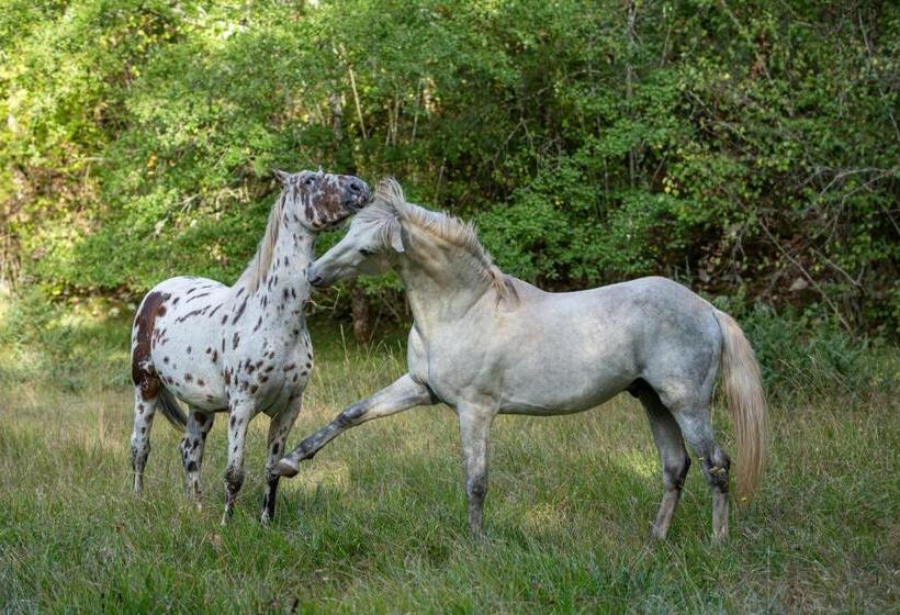 ベッドアンドブレックファースト Mas De Peyrelongue