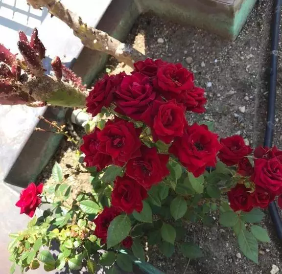 ホテル La Barcarola