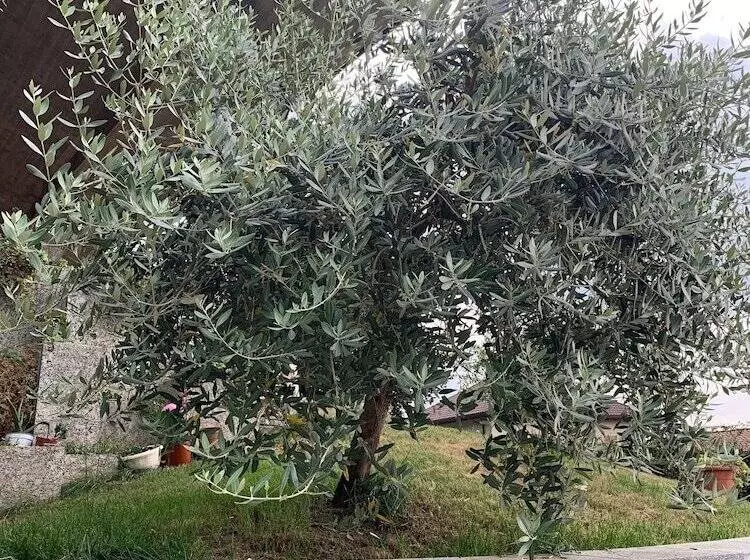 ペンション Villa Cuore