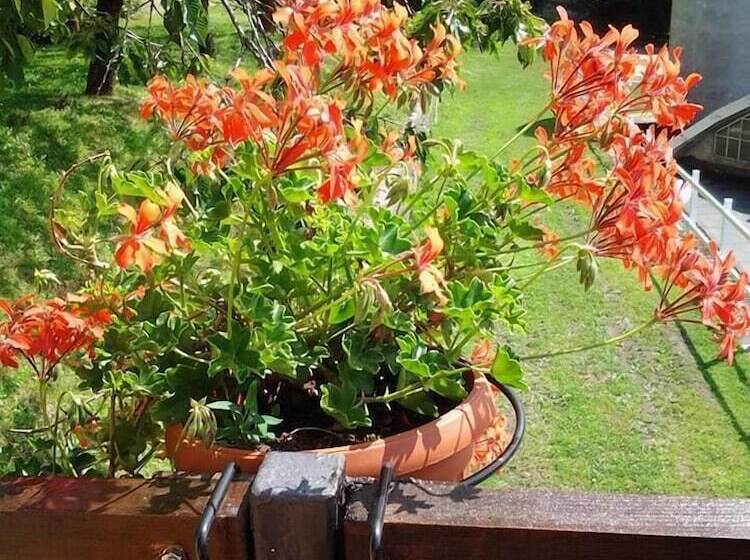 צימר Fattoria Del Pino