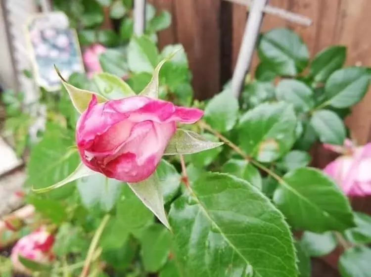 ベッドアンドブレックファースト Fattoria Del Pino