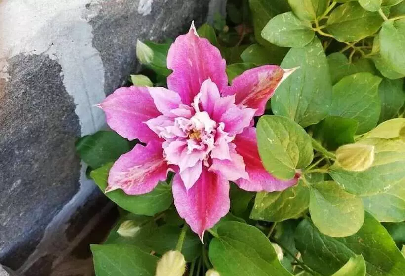 ベッドアンドブレックファースト Fattoria Del Pino