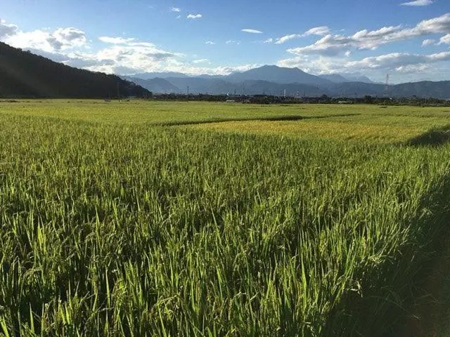 Shinshu Wakaho Gibier B&b