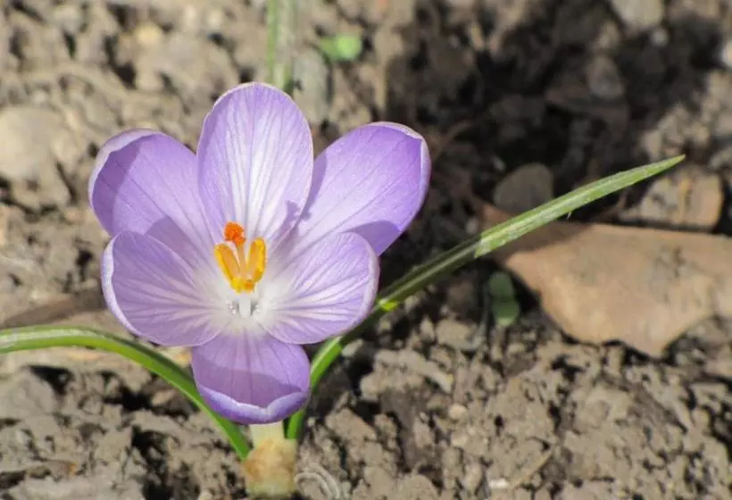 ベッドアンドブレックファースト Copper Whale Inn