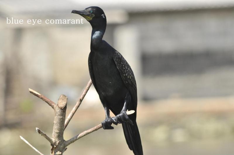 ベッドアンドブレックファースト Air Port 5 Minutes Super Clean Upul