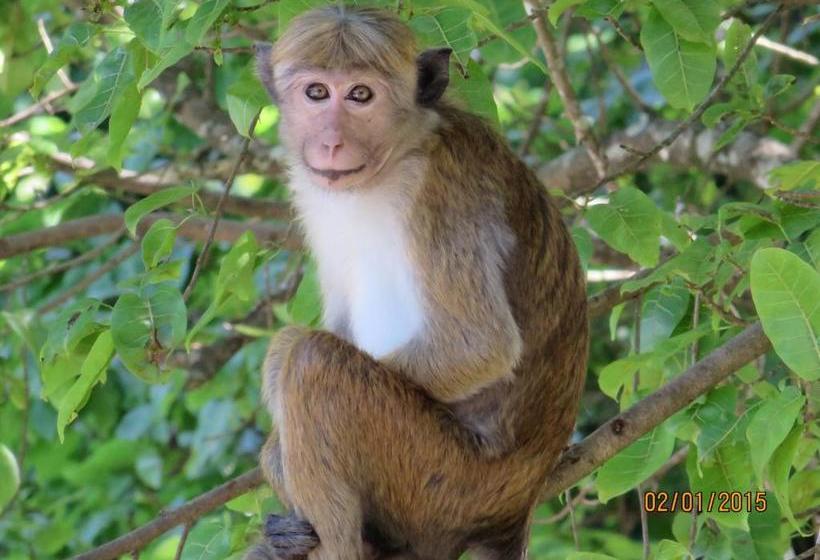 بنسيون Waldhaus Kandy