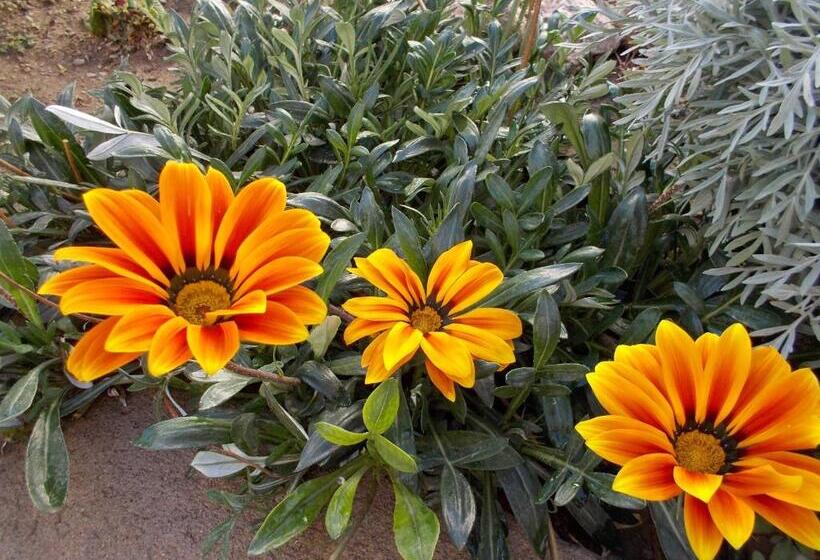 فندق صغير Divina Presencia