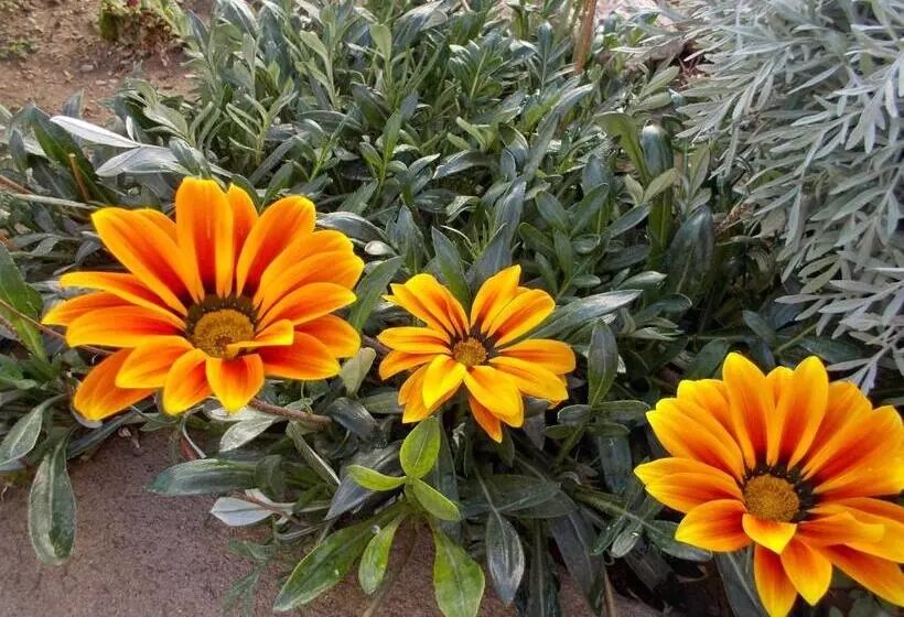 Retkeilymaja Divina Presencia