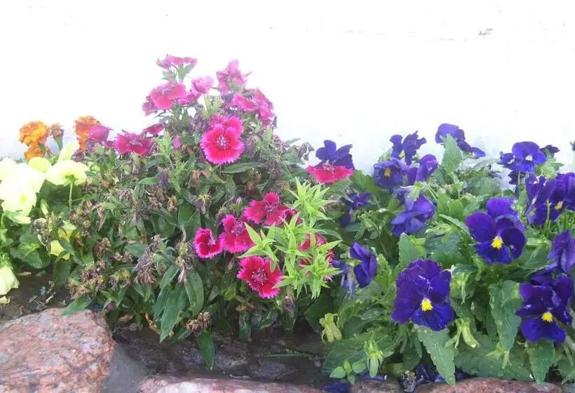 Retkeilymaja Divina Presencia