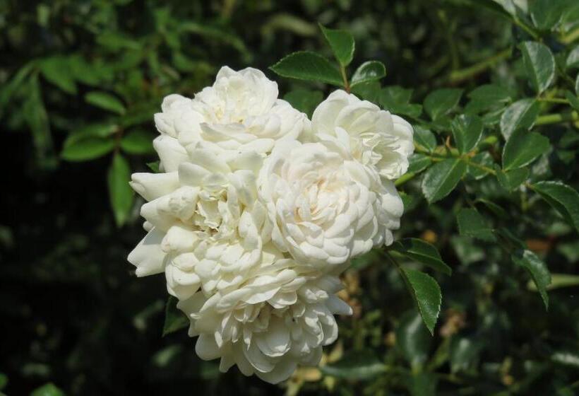 ホテル Fattoria Delle Rose