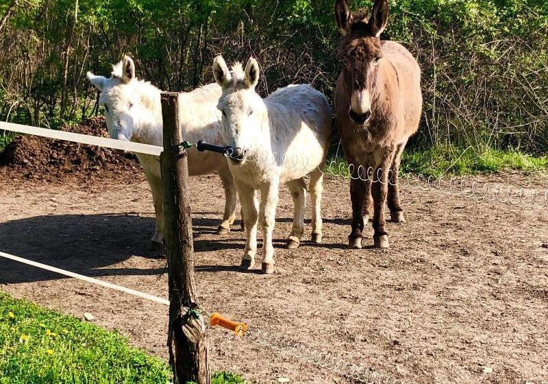 بنسيون Bastide Du Régent