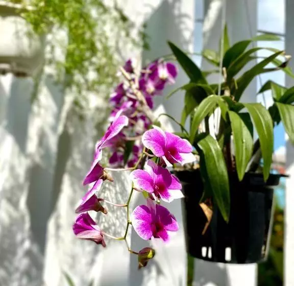 پانسیون Golden Field Villa Hoi An